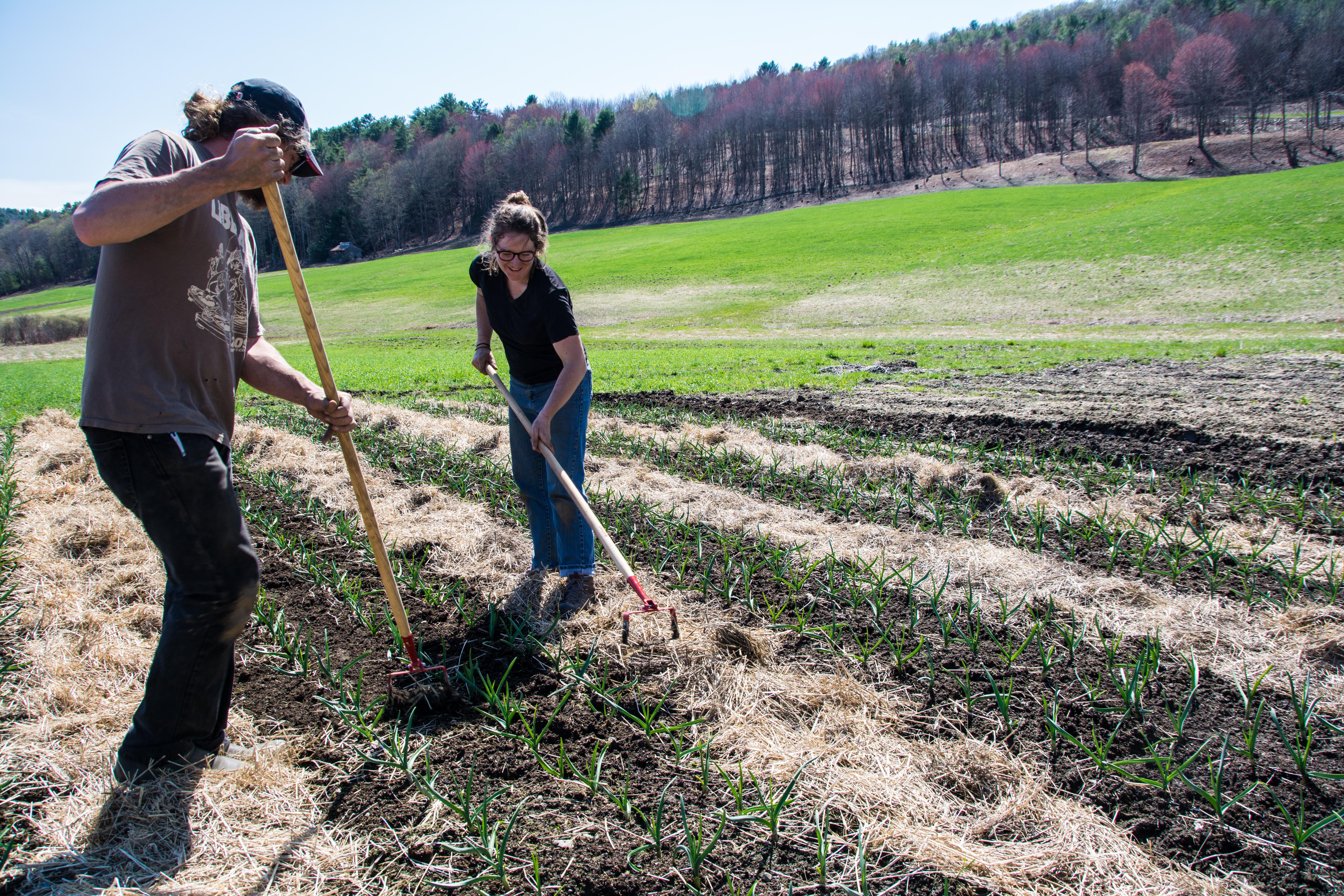 Two farmers laugh while raking a field