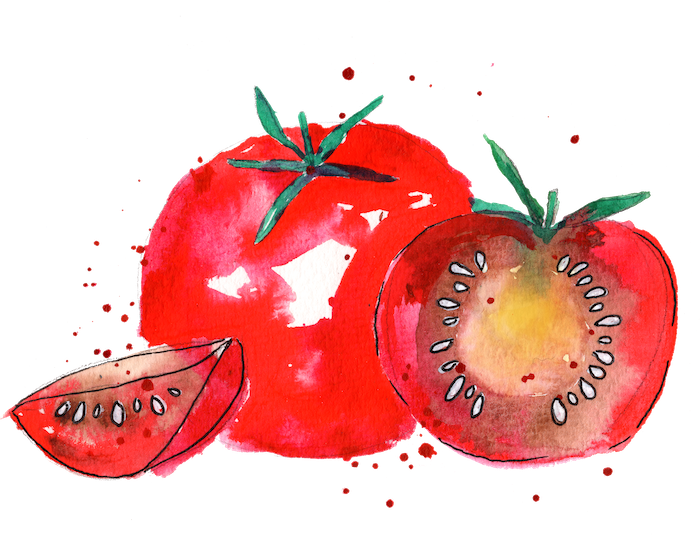 Watercolor of two tomatoes. One tomato is whole and one has been cut in half.