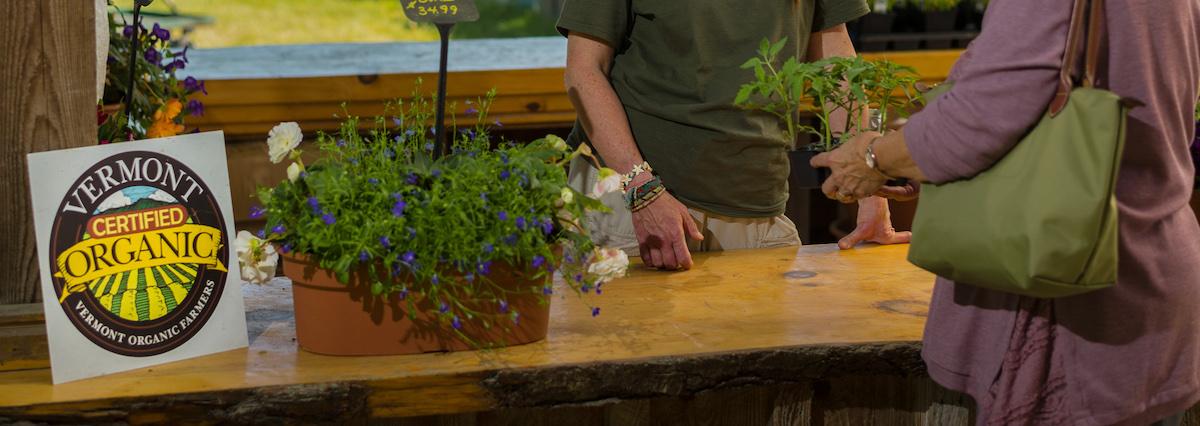 Someone sells seedlings at a farm stand.