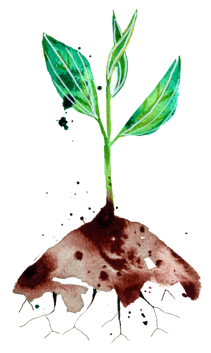 watercolor of a seedling