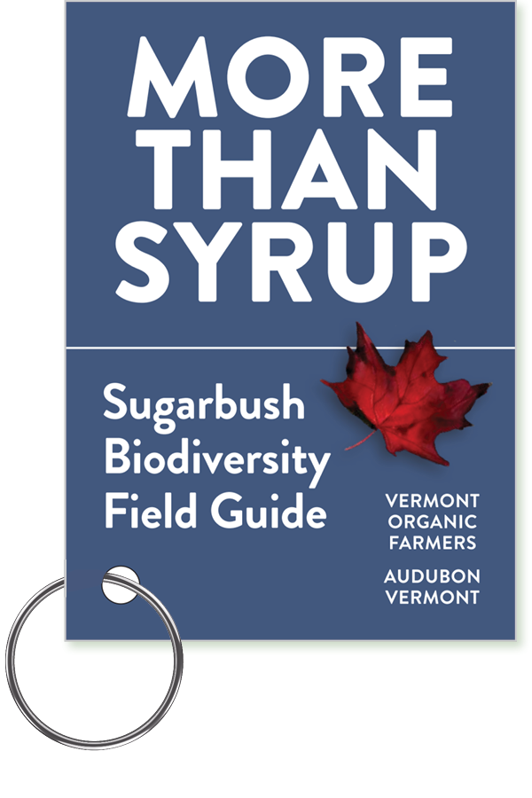 Cover of More Than Syrup Field Guide